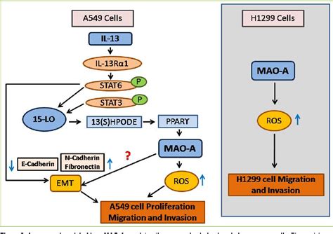 Figure 3 from Role of Monoamine oxidase A (MAO-A) in cancer progression ...