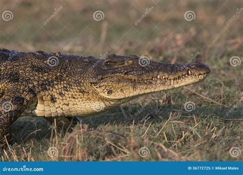 Crocodile Walking on land stock image. Image of open - 36772725