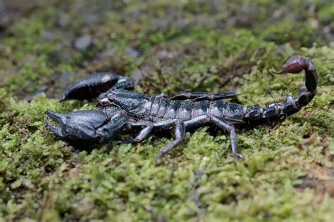 An Asian Forest Scorpion is Looking for Prey on a Bush. Stock Photo - Image of black, beetle ...