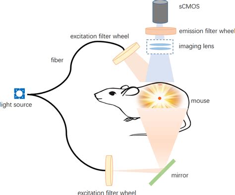 System structure of the in vivo fluorescence imaging system. | Download Scientific Diagram