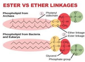 14 Important Difference between Ester and Ether with Table - Core Differences