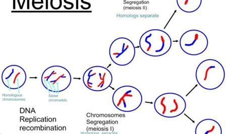 Meiosis: Meiotic cell division, stages and significance - Online ...