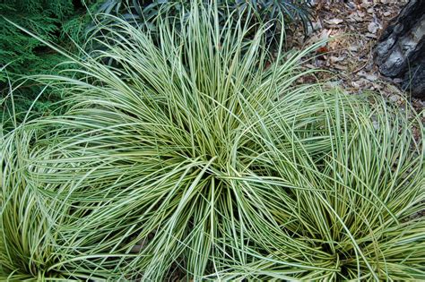 Carex oshimensis 'Evergold' (v) – Ballyrobert Gardens