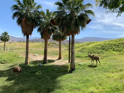 Visiting The Living Desert Zoo|Gardens (Palm Springs, CA) - Flying High ...