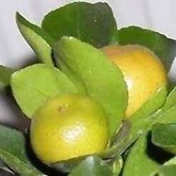 Calamondin Recipes