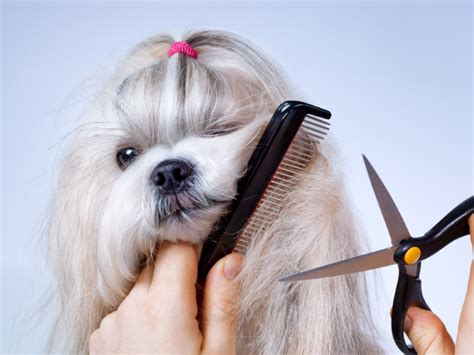 8 funny memes that will make every pet groomer smile