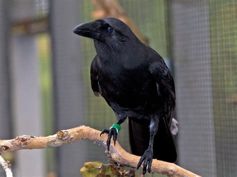 Endangered Hawaiian Crows Survive First Few Weeks in Native Hawai‘i Island Forests