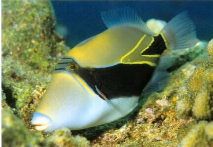 Info-Junction Blog: Reef Triggerfish