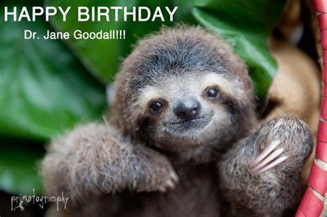 Happy Birthday Dr Jane Goodall from your sloth friends - The Sloth Institute