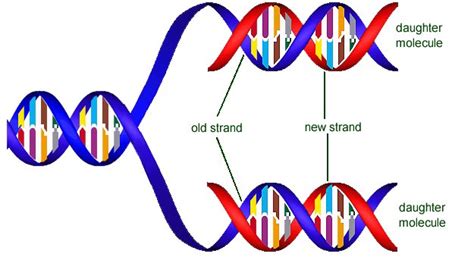 Dna Replication Semiconservative pictures : Biological Science Picture ...