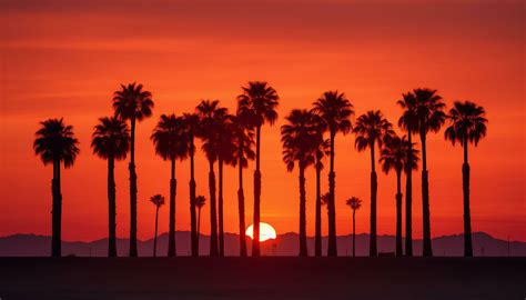 dramatic palm tree silhouette of desert sunset Generative AI 32174056 Stock Photo at Vecteezy