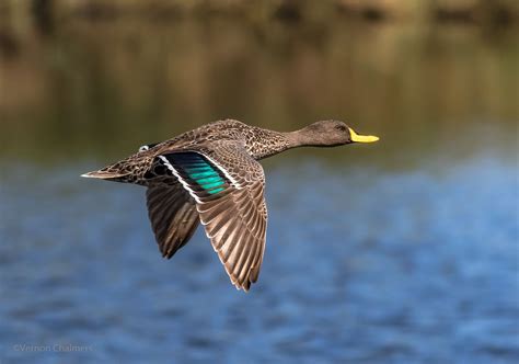 Vernon Chalmers Photography: Birds in Flight Photography Training Cape Town