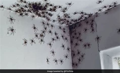 Sydney Woman Finds Dozens Of Spiders In Her House. Video Is Not For The ...