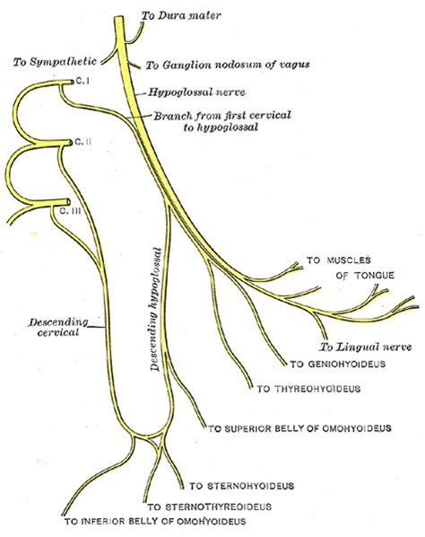 Anatomy, Head and Neck: Cervical Nerves - StatPearls - NCBI Bookshelf