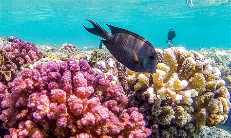Heat-resilient Red Sea reefs offer oasis for corals - Global Times