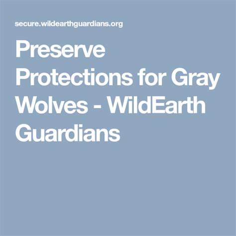 Preserve Protections for Gray Wolves - WildEarth Guardians | Grey wolf ...