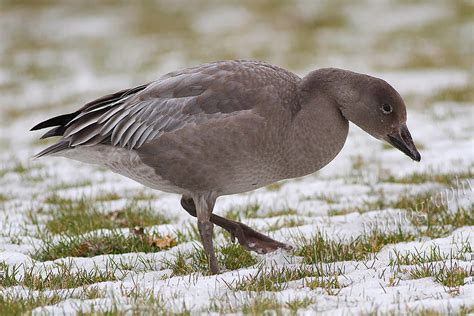 Ann Brokelman Photography: Snow Goose - juvenile blue morph Dec 1, 2013