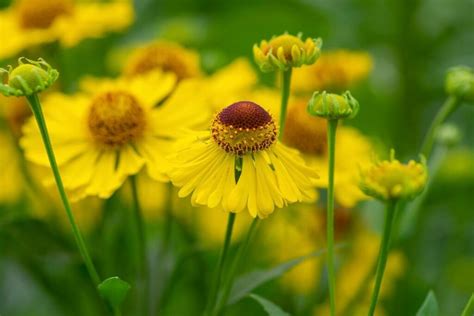 Helenium varieties: the best sneezeweed varieties – Plantura