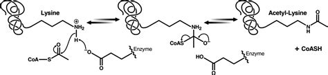 Lysine Acetylation Mechanism