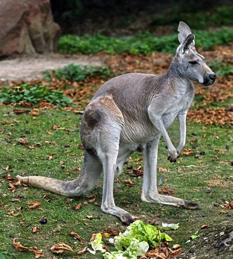 Red kangaroo 11 stock image. Image of animal, rapid - 135679979