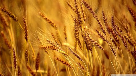 Wheat Field Wallpapers - Top Free Wheat Field Backgrounds - WallpaperAccess