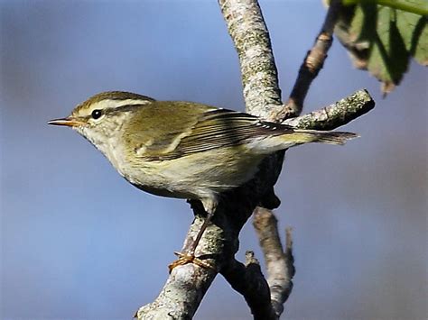 Yellow browed warbler - Alchetron, The Free Social Encyclopedia