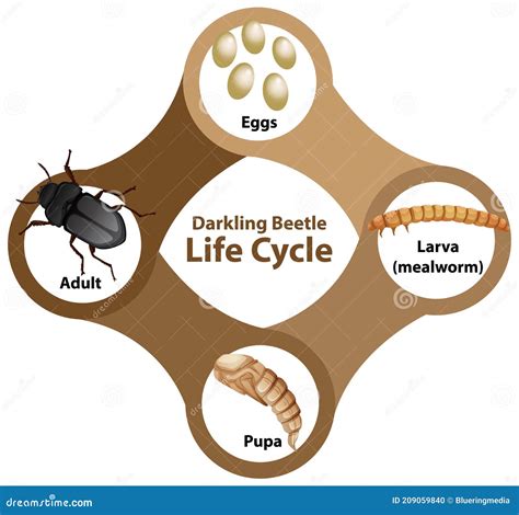 The Life Cycle Of A Beetle A Z Animals - vrogue.co