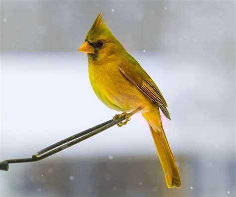 A Rare Sight: Yellow Cardinal Spotted in Alabama Thrills Bird Watchers | Newsmax.com