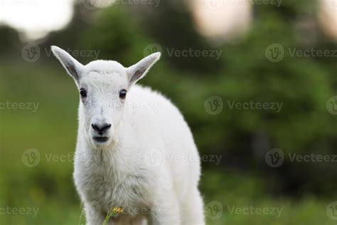 Baby Mountain Goat 839054 Stock Photo at Vecteezy