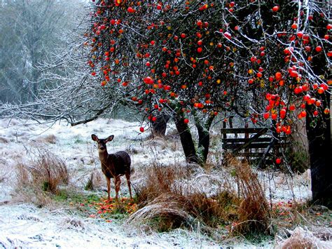 Winter Meal | Best viewed large Thanks for all the kind word… | Flickr