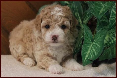 POOCHON PUPPIES FOR SALE NEAR ME. Specializing in beautiful, healthy, happy MALTIPOO, POOCHON ...