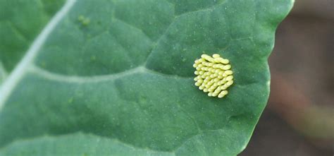 Cabbage White Butterfly Guide