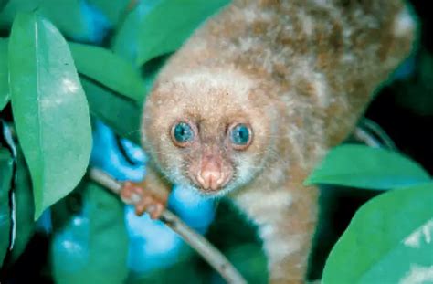 Cuscus – Phalanger maculatus - Mammals