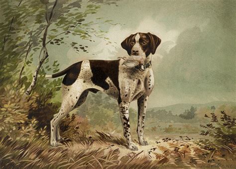 Hunting Dog Circa 1879 Painting by Aged Pixel