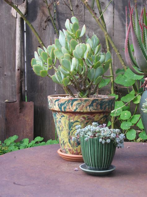 Crassula 'Blue Bird' in a pot painted by a friend | Seán A. O'Hara | Flickr