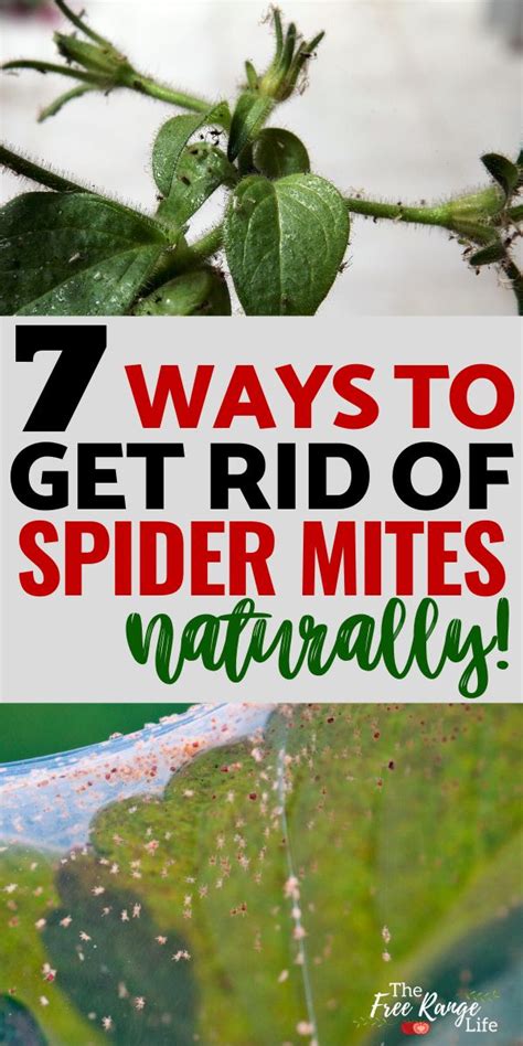 How to Get Rid of Spider Mites on Your Plants, Naturally! | Spider mites, Get rid of spiders ...