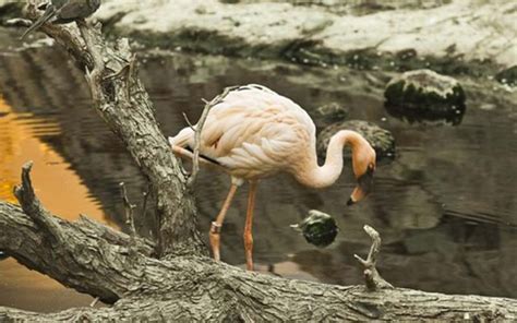 Sharjah Desert Park Insider Guide - Timings, Ticket Rates & More