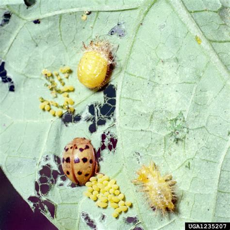 Vegetable: Mexican Bean Beetle | Center for Agriculture, Food, and the ...