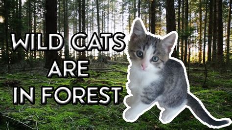 WILD CATS IN THEIR HABITATS - YouTube