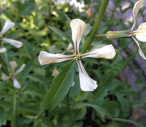 Edible flowers - Rocket | Blog | The Flower Deli