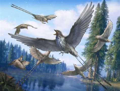 Ancient bird fossils have ‘the weirdest feathers I have ever seen' | Science | AAAS