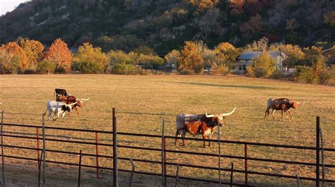 Texas Hunt Info — Wild Country Outfitters