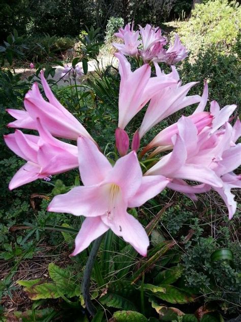 Amaryllis Flowers in Full Bloom