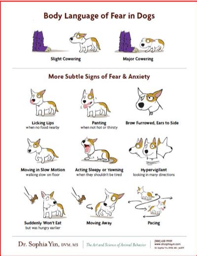 The Canine Ladder of Aggression - Power Paws