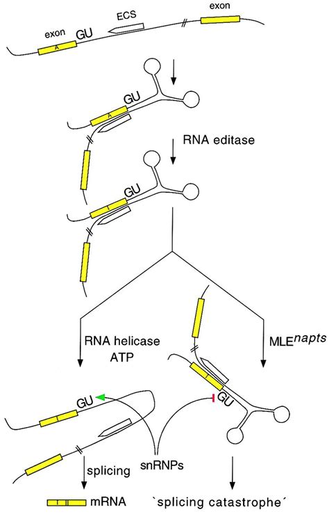 RNA Helicase Participates in the Editing Game: Neuron