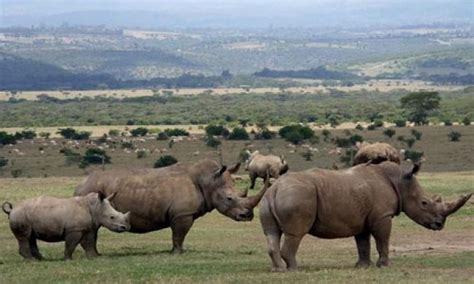 3 Days Aberdare National Park Safari | Kenya Safari Tours