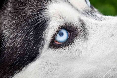 Husky Eye Color - Everything You Want To Know About The Eyes Of Huskies - Embora Pets