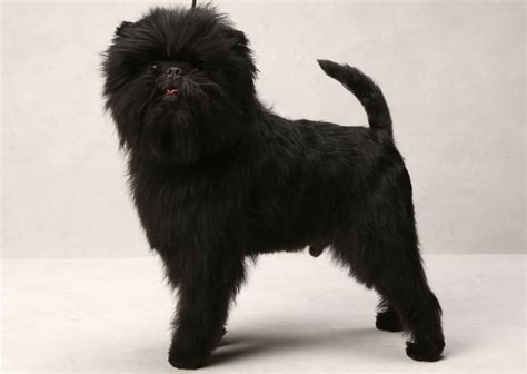 No Ordinary Affenpinscher, Banana Joe Is Named Best in Show - The New York Times