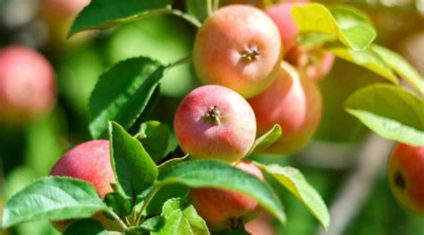 28 Different Types of Apple Tree Varieties to Grow This Season