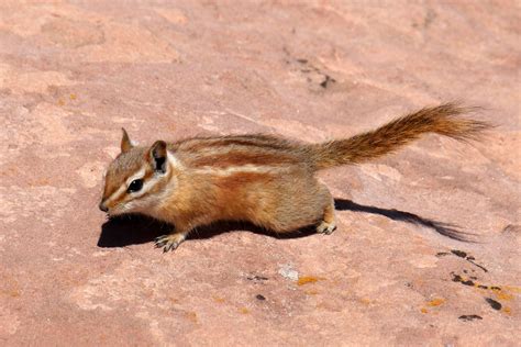 Chipmunk in Canyonlands National Park, Utah | Canyonlands, Canyonlands national park utah, Utah ...